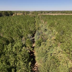 Photo #23 of Off W Wards Bridge Rd, Warsaw, NC 60.8 acres