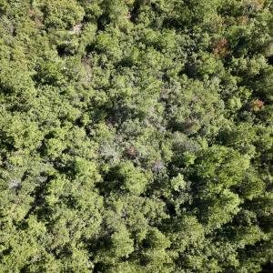 Photo #24 of Off W Wards Bridge Rd, Warsaw, NC 60.8 acres