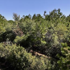 Photo #25 of Off W Wards Bridge Rd, Warsaw, NC 60.8 acres
