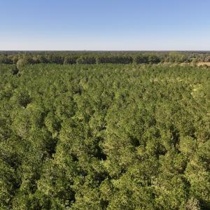 Photo #28 of Off W Wards Bridge Rd, Warsaw, NC 60.8 acres