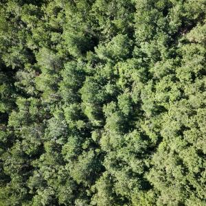 Photo #29 of Off W Wards Bridge Rd, Warsaw, NC 60.8 acres