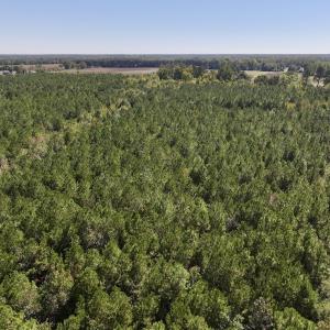 Photo #5 of Off W Wards Bridge Rd, Warsaw, NC 60.8 acres