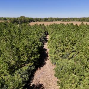 Photo #9 of Off W Wards Bridge Rd, Warsaw, NC 60.8 acres
