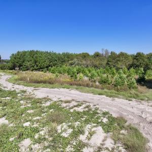 Photo #10 of Off of Earnest Loftin Road, Ayden, NC 43.6 acres