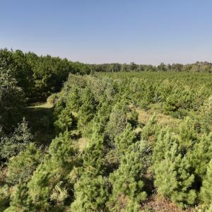Photo #14 of Off of Earnest Loftin Road, Ayden, NC 43.6 acres