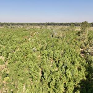 Photo #15 of Off of Earnest Loftin Road, Ayden, NC 43.6 acres