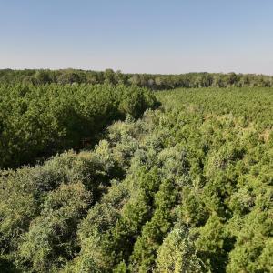 Photo #16 of Off of Earnest Loftin Road, Ayden, NC 43.6 acres