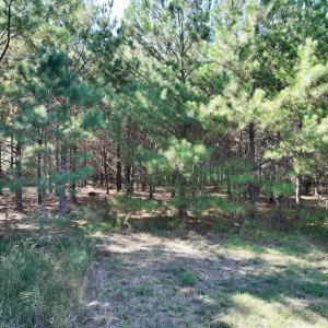 Photo #17 of Off of Earnest Loftin Road, Ayden, NC 43.6 acres