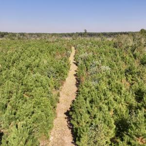 Photo #18 of Off of Earnest Loftin Road, Ayden, NC 43.6 acres
