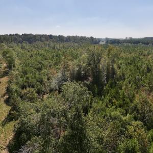 Photo #20 of Off of Earnest Loftin Road, Ayden, NC 43.6 acres