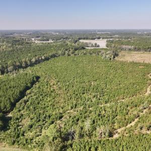 Photo #3 of Off of Earnest Loftin Road, Ayden, NC 43.6 acres