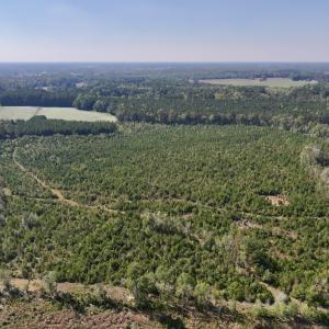 Photo #5 of Off of Earnest Loftin Road, Ayden, NC 43.6 acres