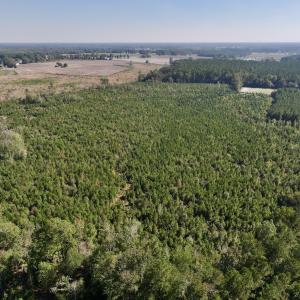 Photo #8 of Off of Earnest Loftin Road, Ayden, NC 43.6 acres