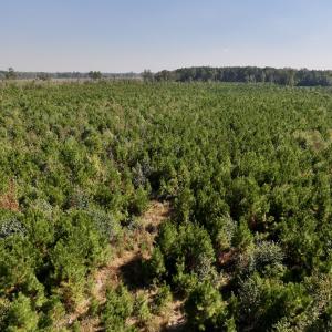 Photo #22 of Off of Earnest Loftin Road, Ayden, NC 43.6 acres