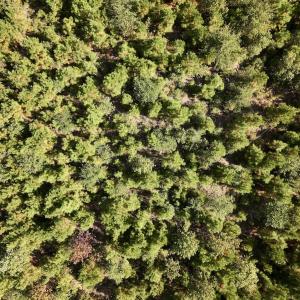 Photo #23 of Off of Earnest Loftin Road, Ayden, NC 43.6 acres