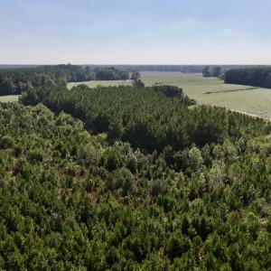 Photo #24 of Off of Earnest Loftin Road, Ayden, NC 43.6 acres