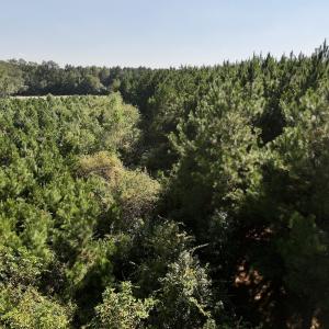 Photo #25 of Off of Earnest Loftin Road, Ayden, NC 43.6 acres