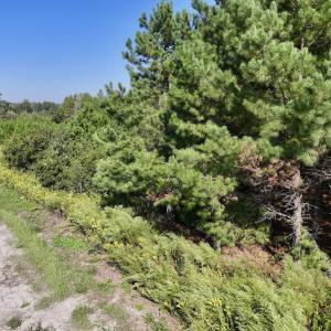Photo #27 of Off of Earnest Loftin Road, Ayden, NC 43.6 acres
