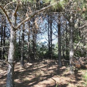 Photo #29 of Off of Earnest Loftin Road, Ayden, NC 43.6 acres
