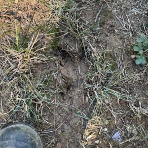 Photo #12 of  Off of Secretarys Sand Rd, Schuyler, VA 6.9 acres