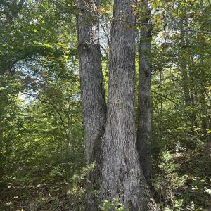 Photo #14 of  Off of Secretarys Sand Rd, Schuyler, VA 6.9 acres