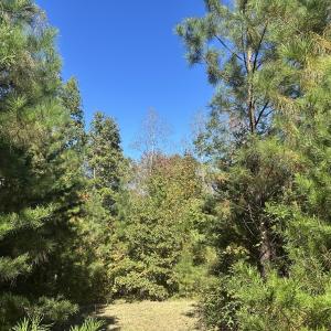 Photo #8 of  Off of Secretarys Sand Rd, Schuyler, VA 6.9 acres