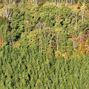 Photo #16 of  Off of Secretarys Sand Rd, Schuyler, VA 6.9 acres