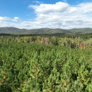 Photo #21 of  Off of Secretarys Sand Rd, Schuyler, VA 6.9 acres