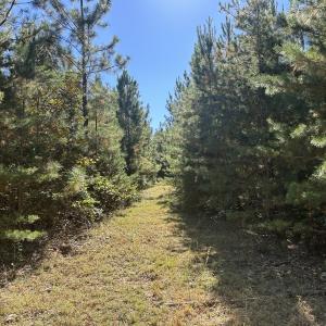 Photo #24 of  Off of Secretarys Sand Rd, Schuyler, VA 6.9 acres