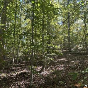 Photo #29 of  Off of Secretarys Sand Rd, Schuyler, VA 6.9 acres