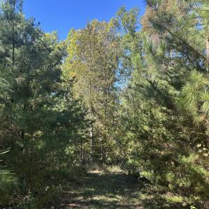 Photo #32 of  Off of Secretarys Sand Rd, Schuyler, VA 6.9 acres