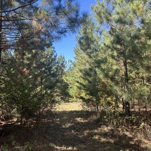 Photo #36 of  Off of Secretarys Sand Rd, Schuyler, VA 6.9 acres