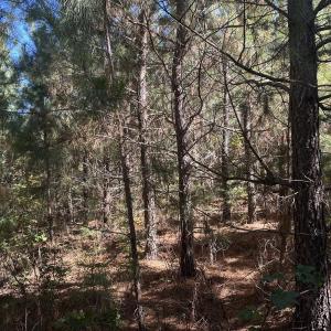 Photo #38 of  Off of Secretarys Sand Rd, Schuyler, VA 6.9 acres