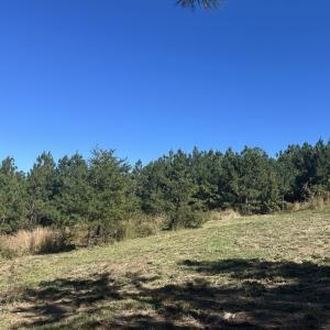 Photo #39 of  Off of Secretarys Sand Rd, Schuyler, VA 6.9 acres