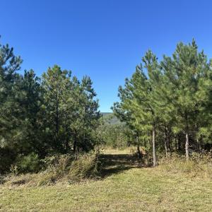 Photo #40 of  Off of Secretarys Sand Rd, Schuyler, VA 6.9 acres