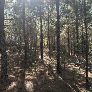 Photo #43 of  Off of Secretarys Sand Rd, Schuyler, VA 6.9 acres
