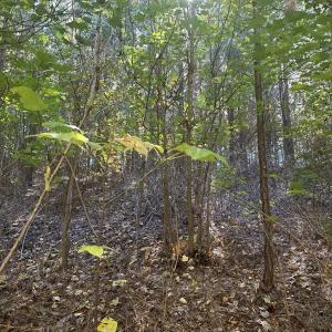 Photo #44 of  Off of Secretarys Sand Rd, Schuyler, VA 6.9 acres