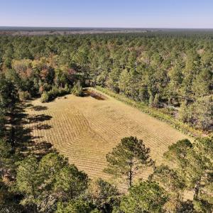 Photo #16 of 8004 White Oak River Road, Maysville, NC 117.3 acres