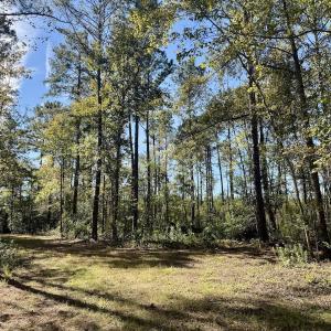 Photo #3 of 8004 White Oak River Road, Maysville, NC 117.3 acres