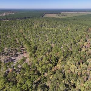 Photo #4 of 8004 White Oak River Road, Maysville, NC 117.3 acres