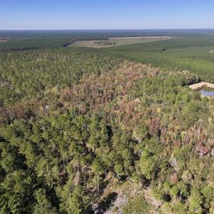 Photo #5 of 8004 White Oak River Road, Maysville, NC 117.3 acres