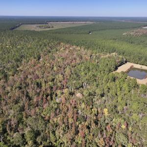 Photo #7 of 8004 White Oak River Road, Maysville, NC 117.3 acres