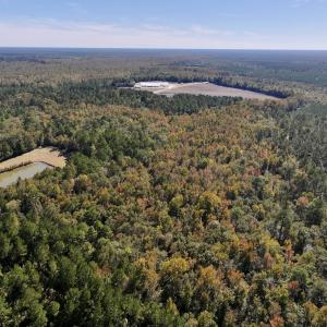 Photo #9 of 8004 White Oak River Road, Maysville, NC 117.3 acres