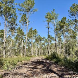 Photo #31 of 8004 White Oak River Road, Maysville, NC 117.3 acres