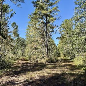 Photo #33 of 8004 White Oak River Road, Maysville, NC 117.3 acres