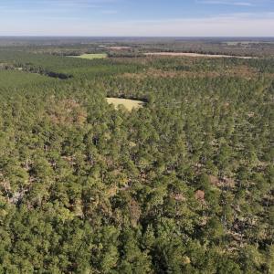 Photo #34 of 8004 White Oak River Road, Maysville, NC 117.3 acres