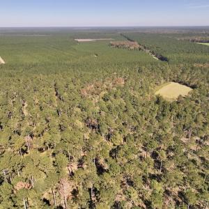 Photo #35 of 8004 White Oak River Road, Maysville, NC 117.3 acres