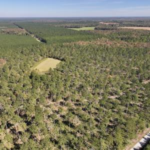 Photo #36 of 8004 White Oak River Road, Maysville, NC 117.3 acres