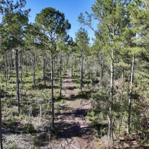 Photo #40 of 8004 White Oak River Road, Maysville, NC 117.3 acres