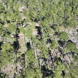 Photo #41 of 8004 White Oak River Road, Maysville, NC 117.3 acres